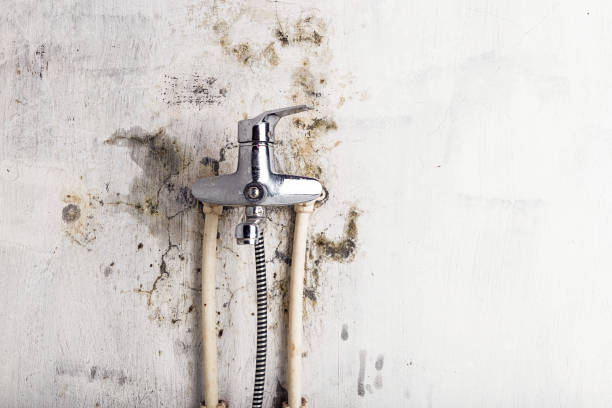 Best Toxic Mold Removal  in Newton, IA