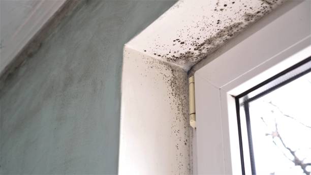 Best Mold Testing and Removal  in Newton, IA