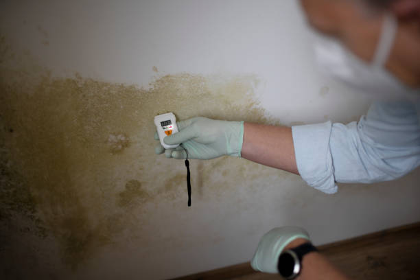 Mold Testing and Removal in Newton, IA