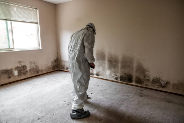 Best Certified Mold Removal  in Newton, IA